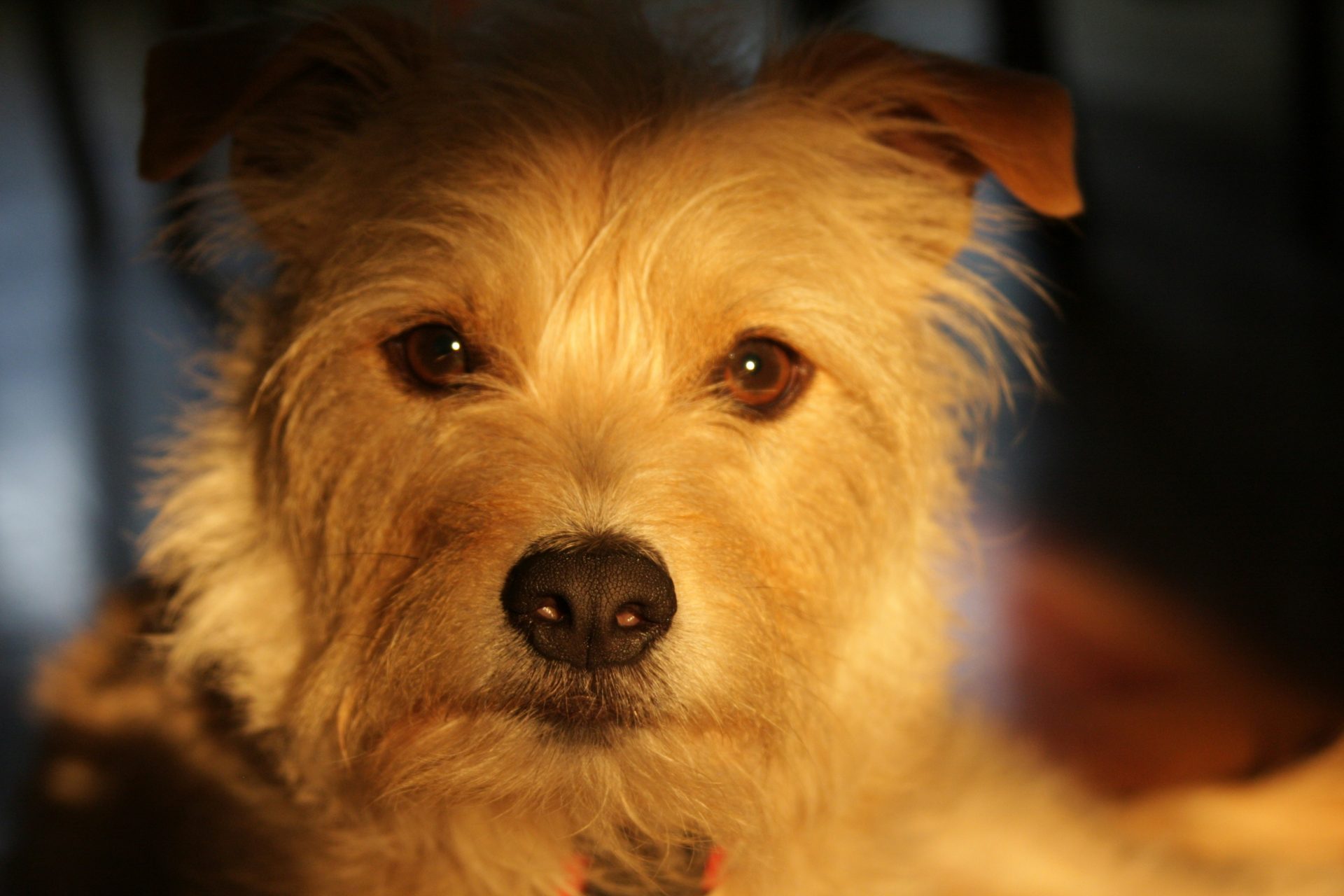 white long coat small dog