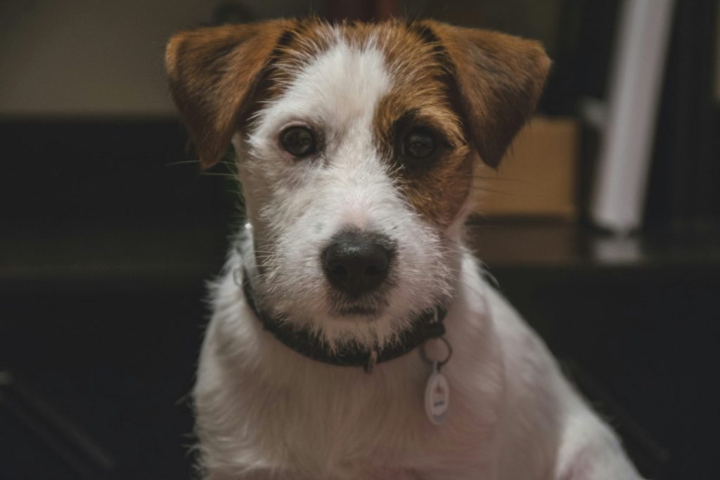 white and brown short coated small dog