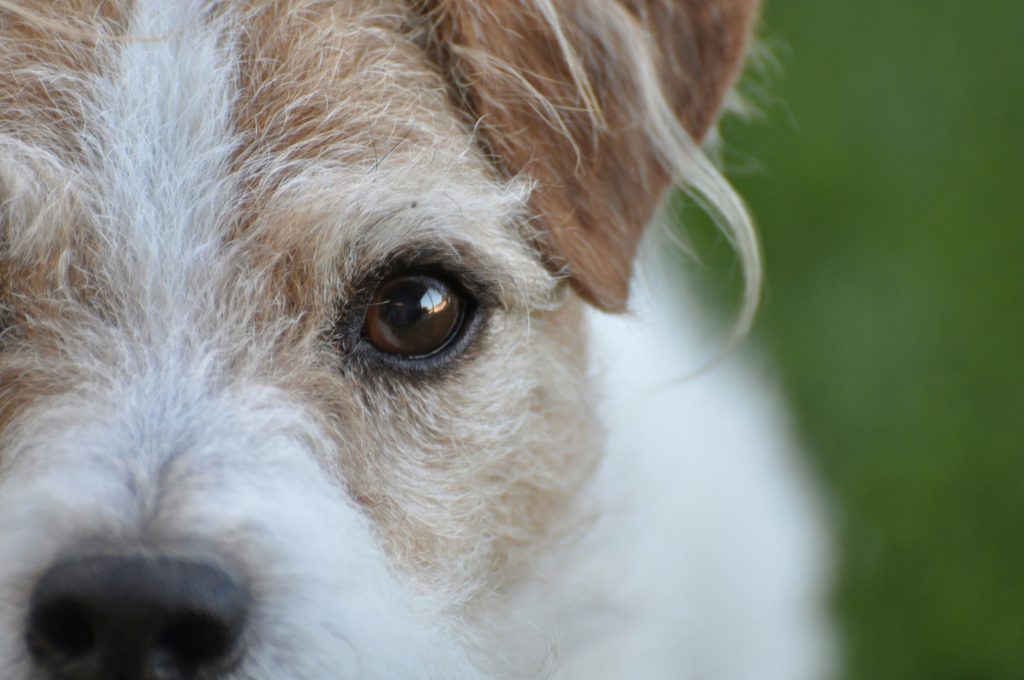 white and brown short coated dog