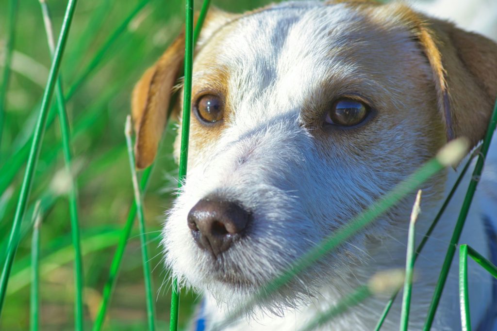 a white and brown dog standing in tall grass