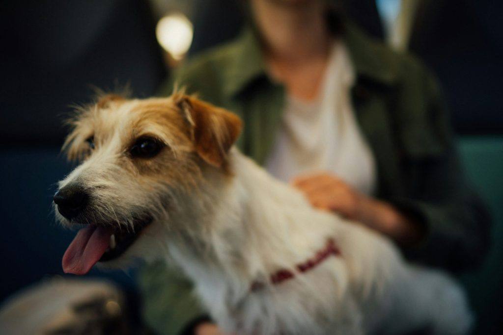 woman in white long sleeve shirt holding white and brown short coated dog