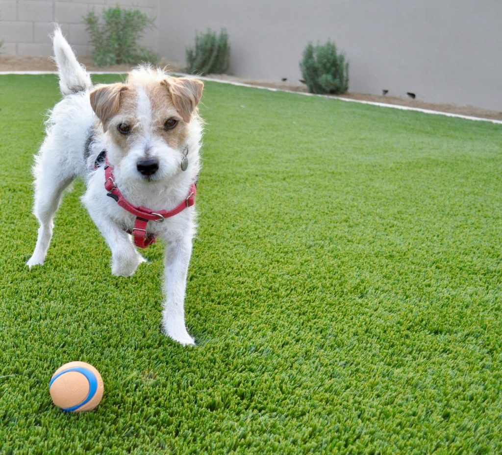 white and brown short coated dog with red and white ball on green grass field during
